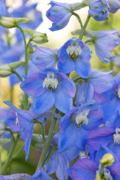 Güzel Mavi Delphinium Yakın Çekim — Stok fotoğraf