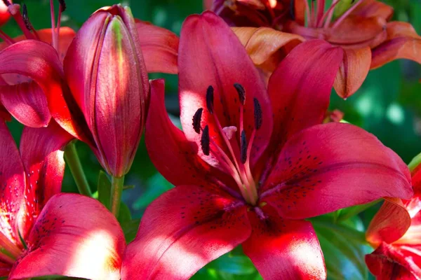 Bahçede Güzel Kırmızı Zambaklar — Stok fotoğraf