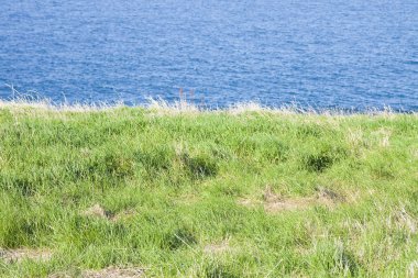 Kuzey İrlandalı ön planda otlatma ile manzara