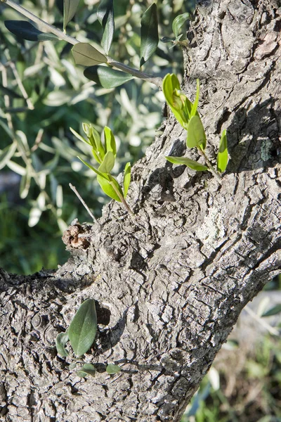 Φλοιό Δέντρου Ελιάς Βλαστάρι Τοσκάνη Ιταλία — Φωτογραφία Αρχείου