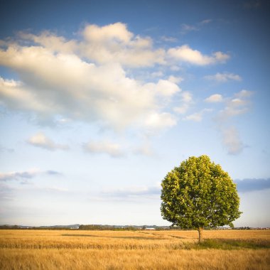 Toskana spystyle - izole ağacında (Toskana - İtalya) 