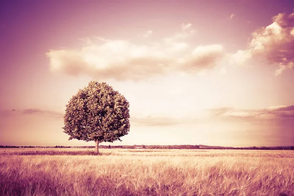 Isolierter Baum Einem Weizenfeld Der Toskana Toskana Italien Getöntes Bild — Stockfoto