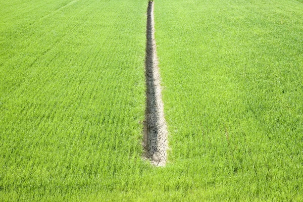 Weizengrünes Feld Mit Graben Zum Sammeln Von Wasser Der Mitte — Stockfoto