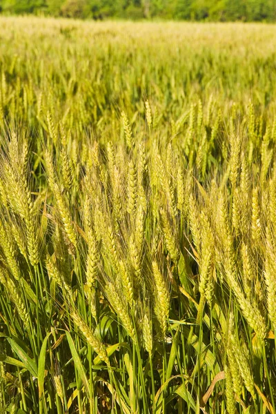 Fondo Del Campo Trigo Italiano Toscana Italia — Foto de Stock