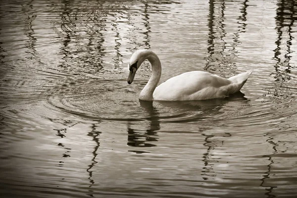 Белый Лебедь Озере Сепия Тонированная — стоковое фото