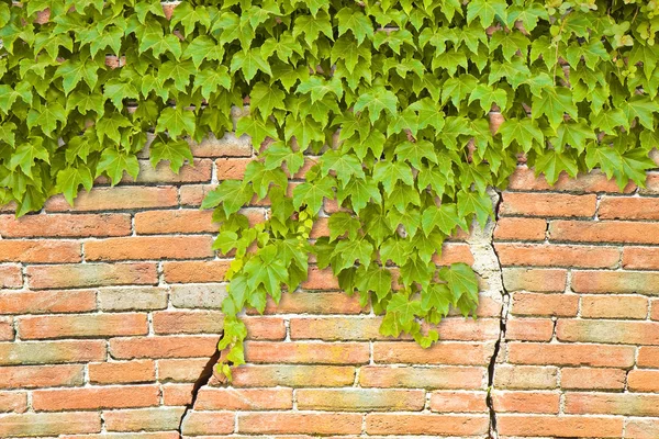 Parede Tijolo Rachado Com Hera Escalada Imagem Com Espaço Cópia — Fotografia de Stock