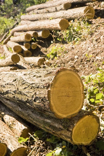 Recortar Troncos Árvores Floresta Toscana Itália — Fotografia de Stock