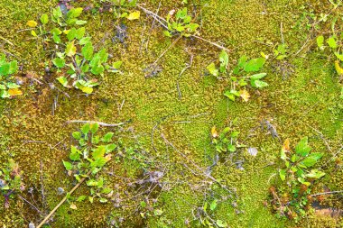 Yukarıda da görüleceği Misk arka plan