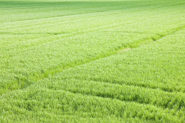 Grüne Gras Feld Hintergründe Von Oben Gesehen Bild Whit Copy — Stockfoto