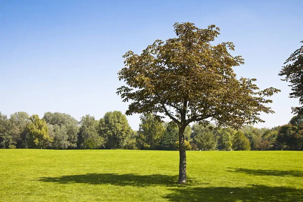 Isolerat Träd Grön Äng Med Klar Himmel Bild Med Kopieringsutrymme — Stockfoto