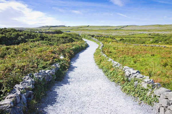 アラン島の田舎道 草食動物 アイルランドのための草のフィールドとアイルランド フラット風景は典型的です — ストック写真
