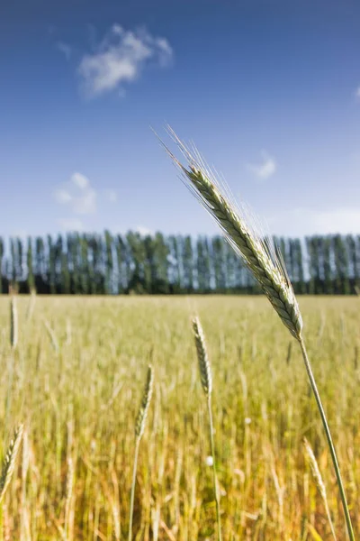 Campo Trigo Puesta Del Sol — Foto de Stock