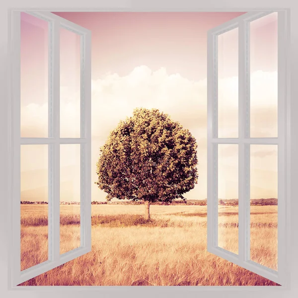 Isolerade Träd Toscana Wheatfield Utsikt Från Fönstret Konceptet Bild — Stockfoto