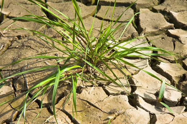 Terres Stériles Brûlées Par Soleil Famine Pauvreté Concèdent — Photo