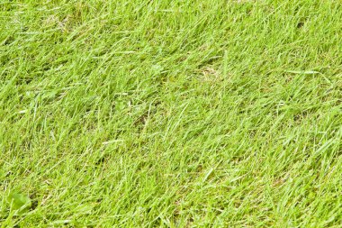 Yeşil İrlandalı yabani ot alan arka plan yaz sezonu (İrlanda)