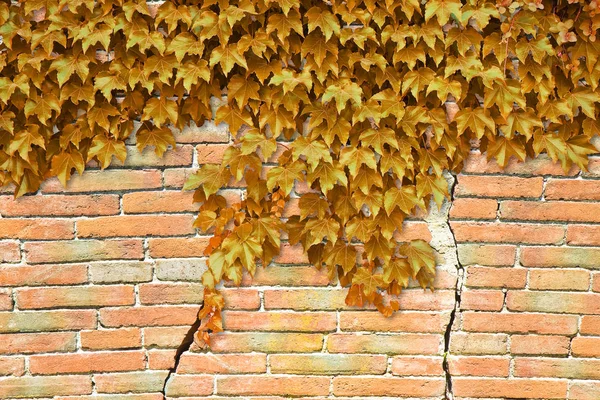 Gebarsten Bakstenen Muur Met Geel Klimmen Ivy Afbeelding Met Kopie — Stockfoto