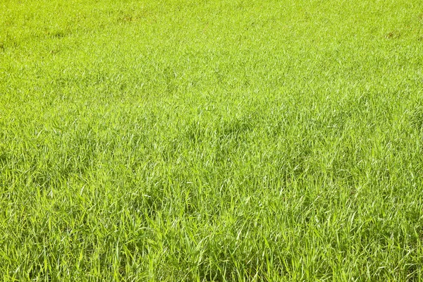 Grün Wildes Gras Feld Hintergrund — Stockfoto