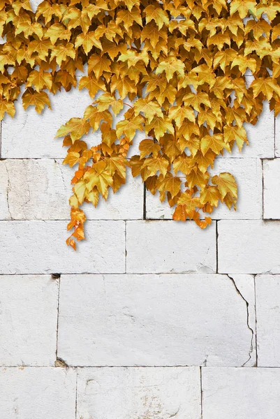 Rissige Weiße Steinmauer Mit Gelbem Kletterefeu Bild Mit Kopierraum — Stockfoto