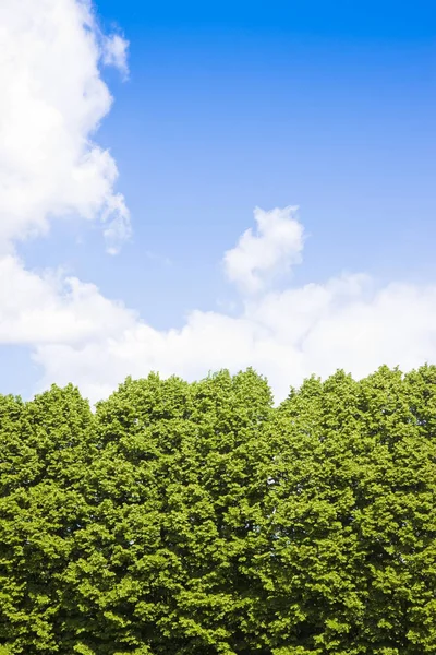 Gröna Träd Mot Molnig Himmel Bild Med Kopia Utrymme — Stockfoto