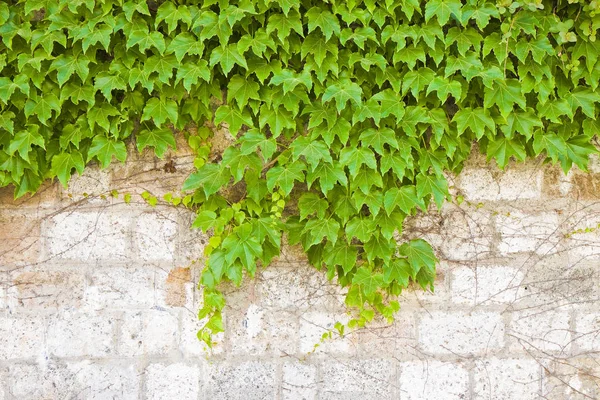 Steinmauer Mit Efeu Bedeckt — Stockfoto