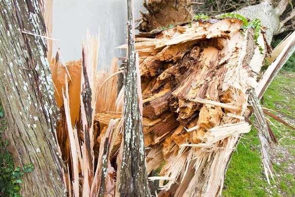 Cyprès tombé après une tempête de vent — Photo