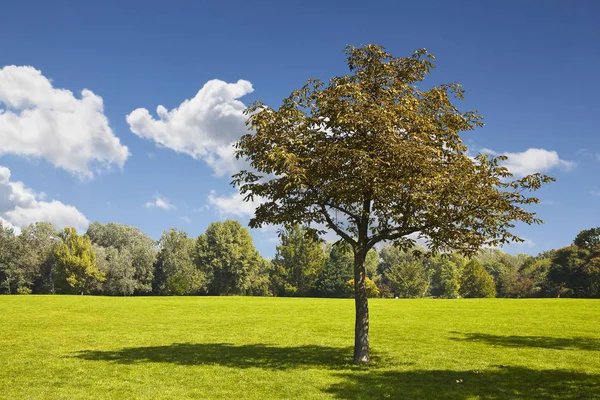 Isolerade träd i en grön äng - bild med kopia utrymme — Stockfoto