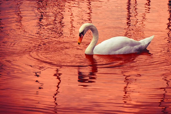 Swan di latar belakang merah - gambar dengan nada tinggi — Stok Foto