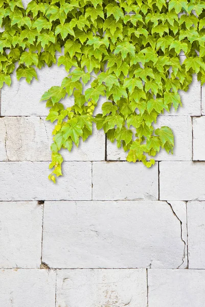 Gebarsten witte stenen muur met het klimmen van de klimop — Stockfoto