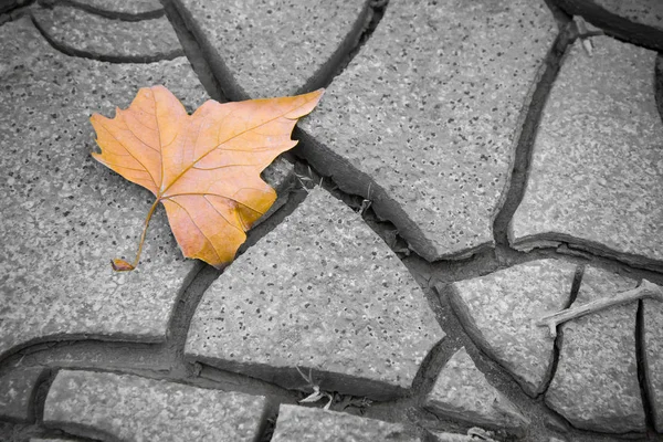 Folha seca isolada no chão - imagem conceitual — Fotografia de Stock