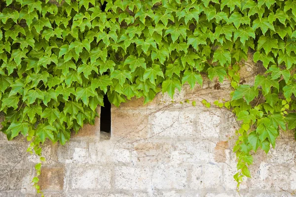 Stenen muur bedekt met klimop met kopie ruimte — Stockfoto