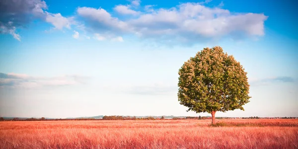 Isolierter Baum in einem Weizenfeld der Toskana - (Toskana - Italien) — Stockfoto