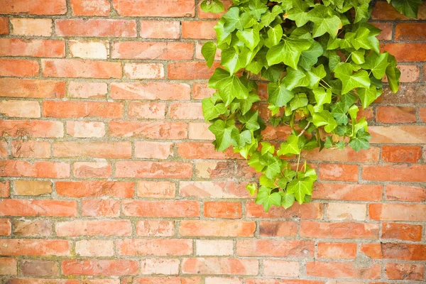 Brick wall covered in ivy - image with copy space — Stock Photo, Image