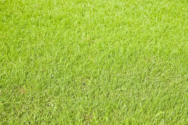 Grönt irländska vilda gräs fält bakgrund under sommarsäsongen (lagarnas — Stockfoto