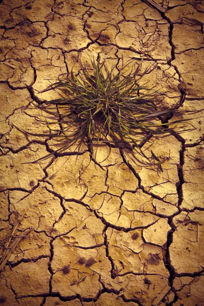 被太阳烧毁的贫瘠土地：饥荒与贫穷概念 — 图库照片