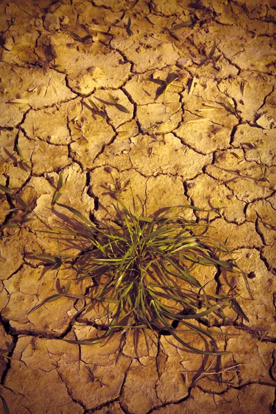 被太阳烧毁的贫瘠土地：饥荒与贫穷概念 — 图库照片
