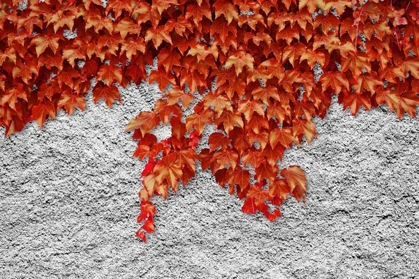 Rauferei mit rotem Kletterefeu — Stockfoto