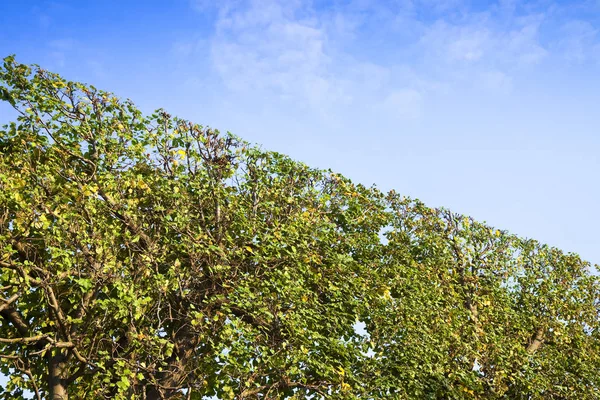 High hedge finely trimmed in a park in Wien (Austria)