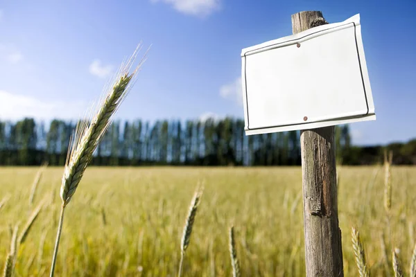 Signo en blanco de madera que indica contra un campo de maíz - imagen con c — Foto de Stock