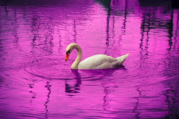 Labuť v pinklake — Stock fotografie