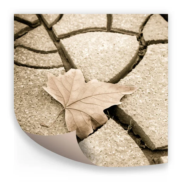 건조 한 지상에 고립 된 건조 한 잎-개념 심상 — 스톡 사진