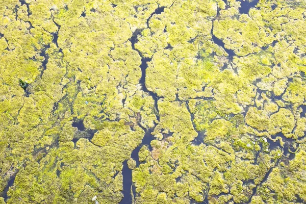 Detalj av stående vatten i en sjö — Stockfoto