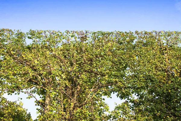 Hög hedge fint putsade i en park i Wien (Österrike) — Stockfoto