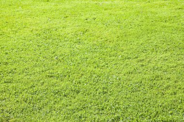 Yaz sezonu (Irelan yeşil İrlandalı yabani ot alan arka plan