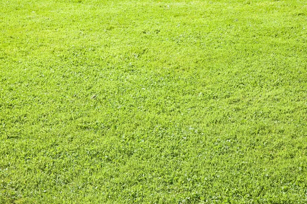 Verde irlandese campo di erba selvatica sfondo nella stagione estiva (Irlandese — Foto Stock