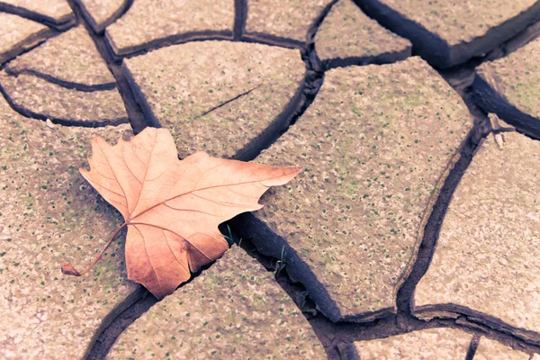 Isolated dry leaf on dry ground - autumn concet — Stock Photo, Image