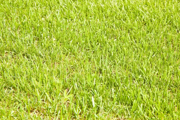 Detail eines schönen Feldes mit kultiviertem frischem Gras — Stockfoto