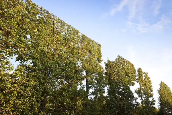 Hoge hedge fijn bijgesneden in een park in Wien (Oostenrijk) — Stockfoto