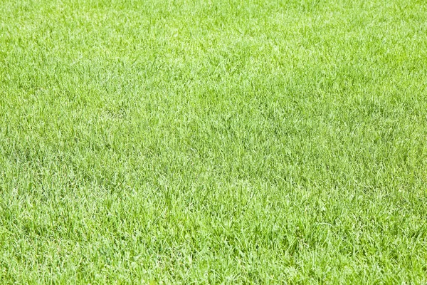 Detalj av ett vackert fält av färskt grönt gräs — Stockfoto