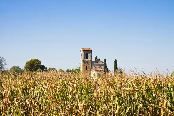 Romanische Kirche in der Toskana inmitten eines Maisfeldes — Stockfoto