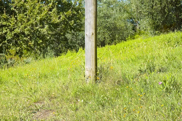 Trästolpe isolerad på en grön äng — Stockfoto